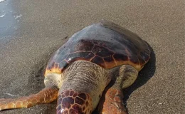 Hatay’ın Samandağ ilçesinde sahile vurmuş ölü caretta caretta bulundu