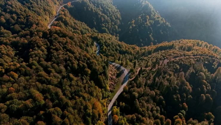 Çam Dağı’nda Sonbahar Renkleri