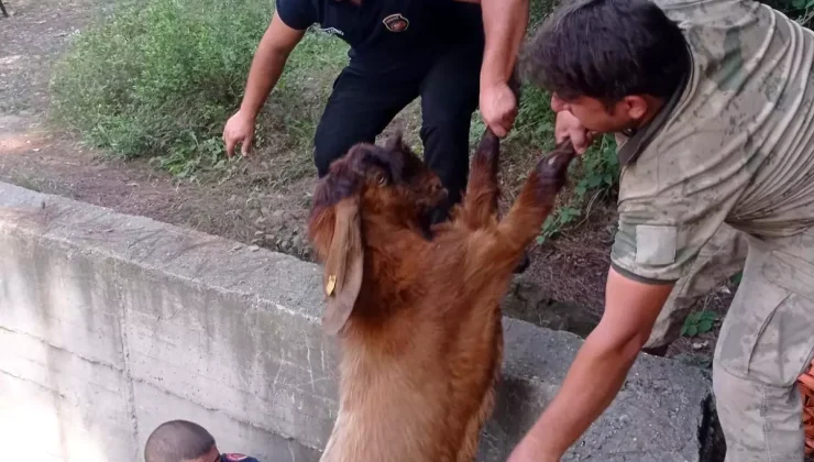 Hatay’da 14 Keçi Havuzdan Kurtarıldı